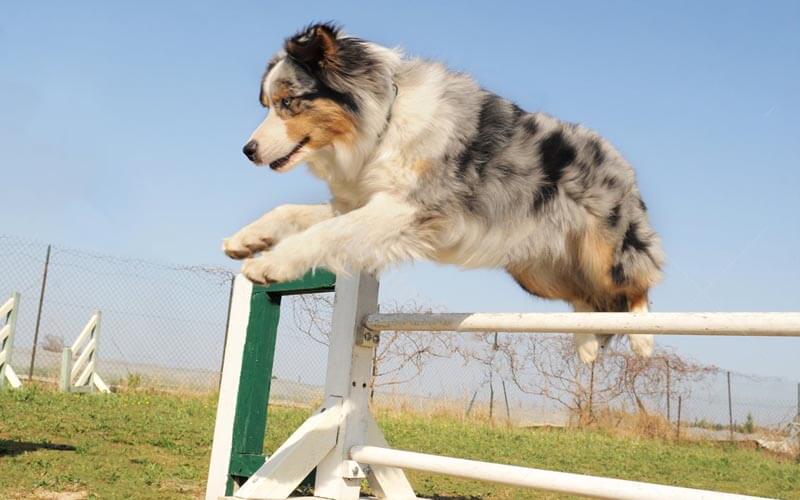 berger australien agility agilité