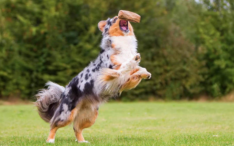 berger australien mange vite