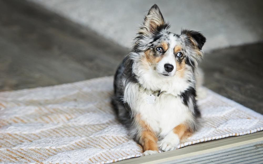 berger australien seul maison