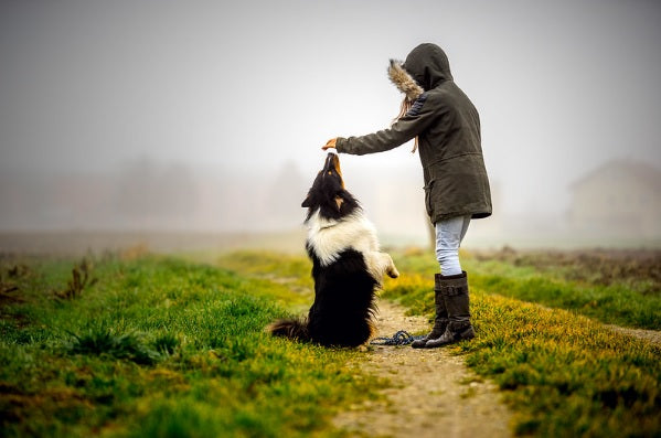 conseils bon berger australien