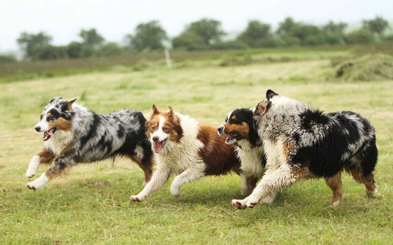 histoire du berger australien