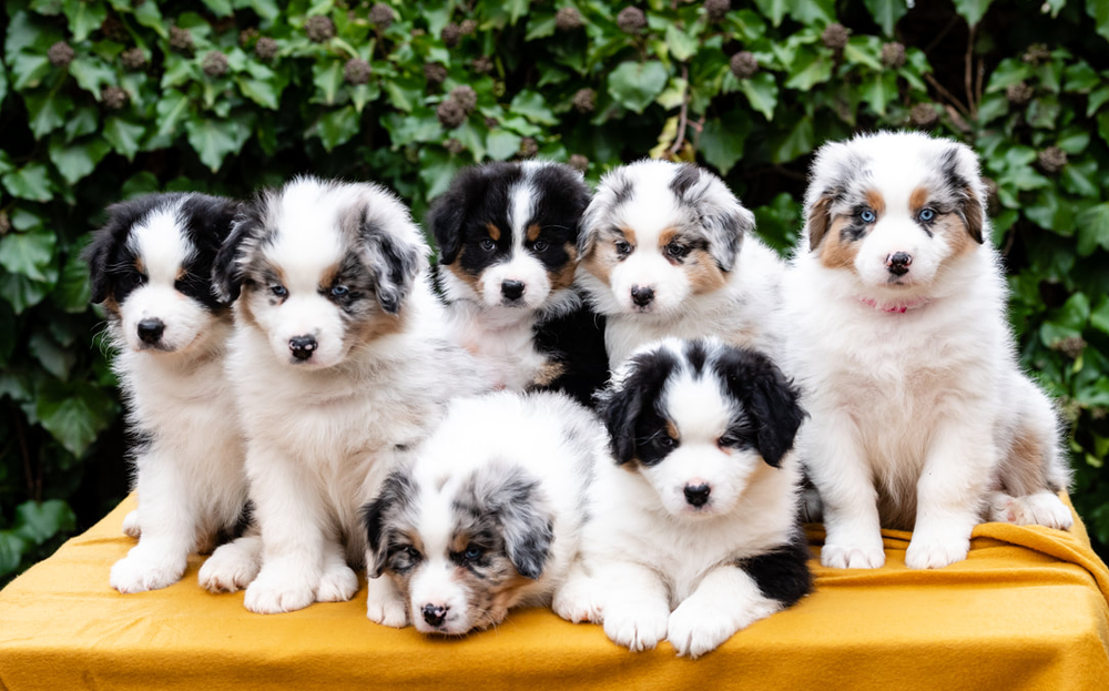 nombre de chiots berger australien portée