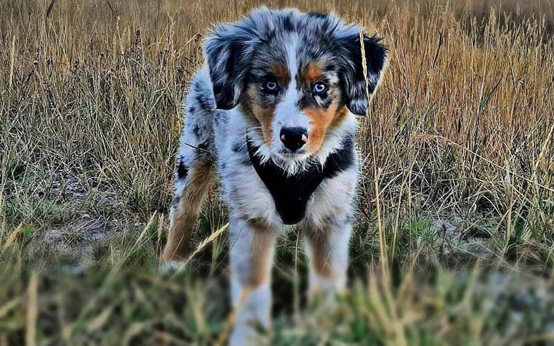 berger australien miniature mini