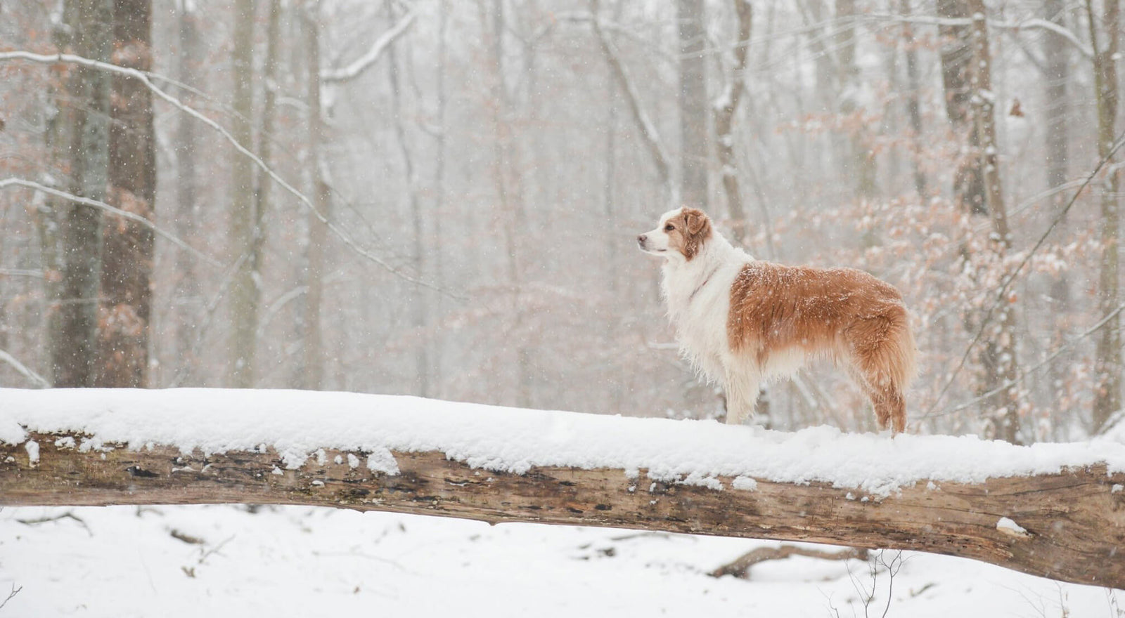 blog berger australien