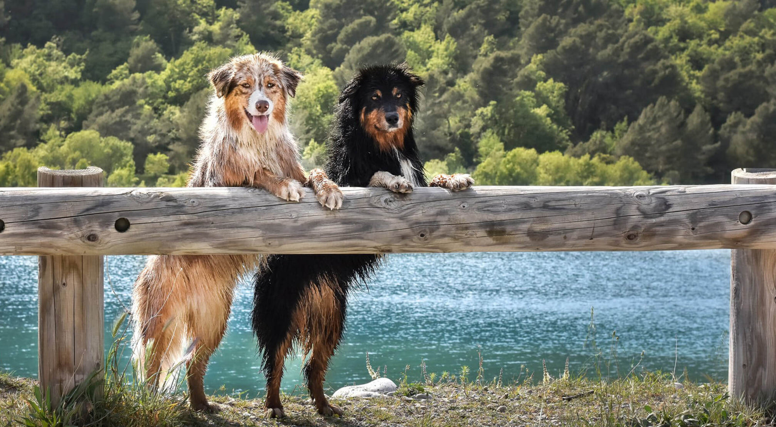 berger australien histoire