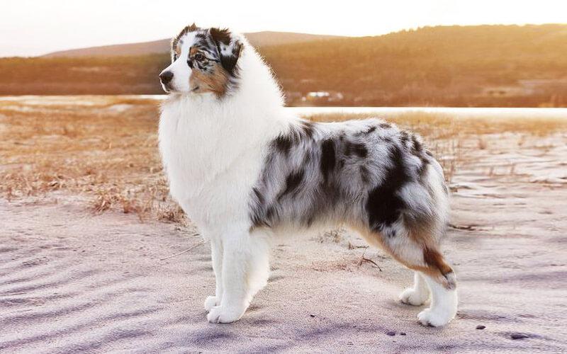 photos et caractère berger australien