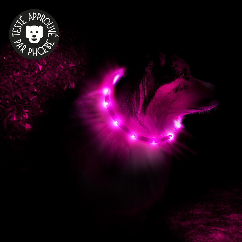 Collier chien lumineux rechargeable à led pour la nuit