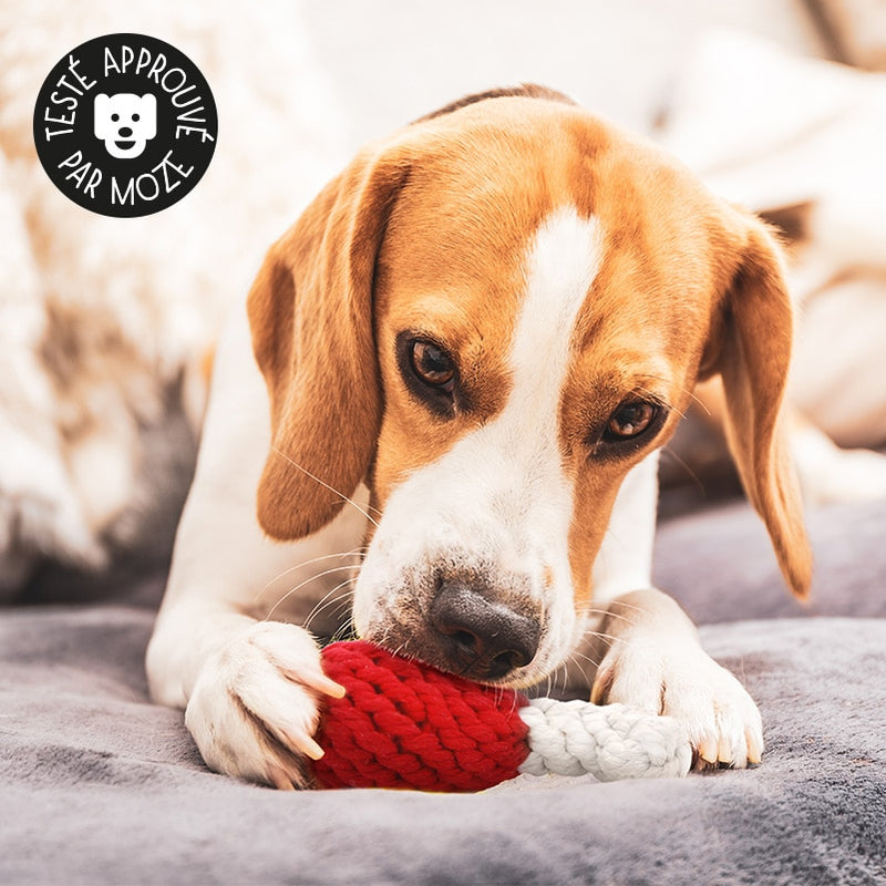 Jouet en corde pour chien avec nœuds à mâcher